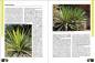 Preview: Faszination Bunt – Die Welt der panaschierten Yuccas